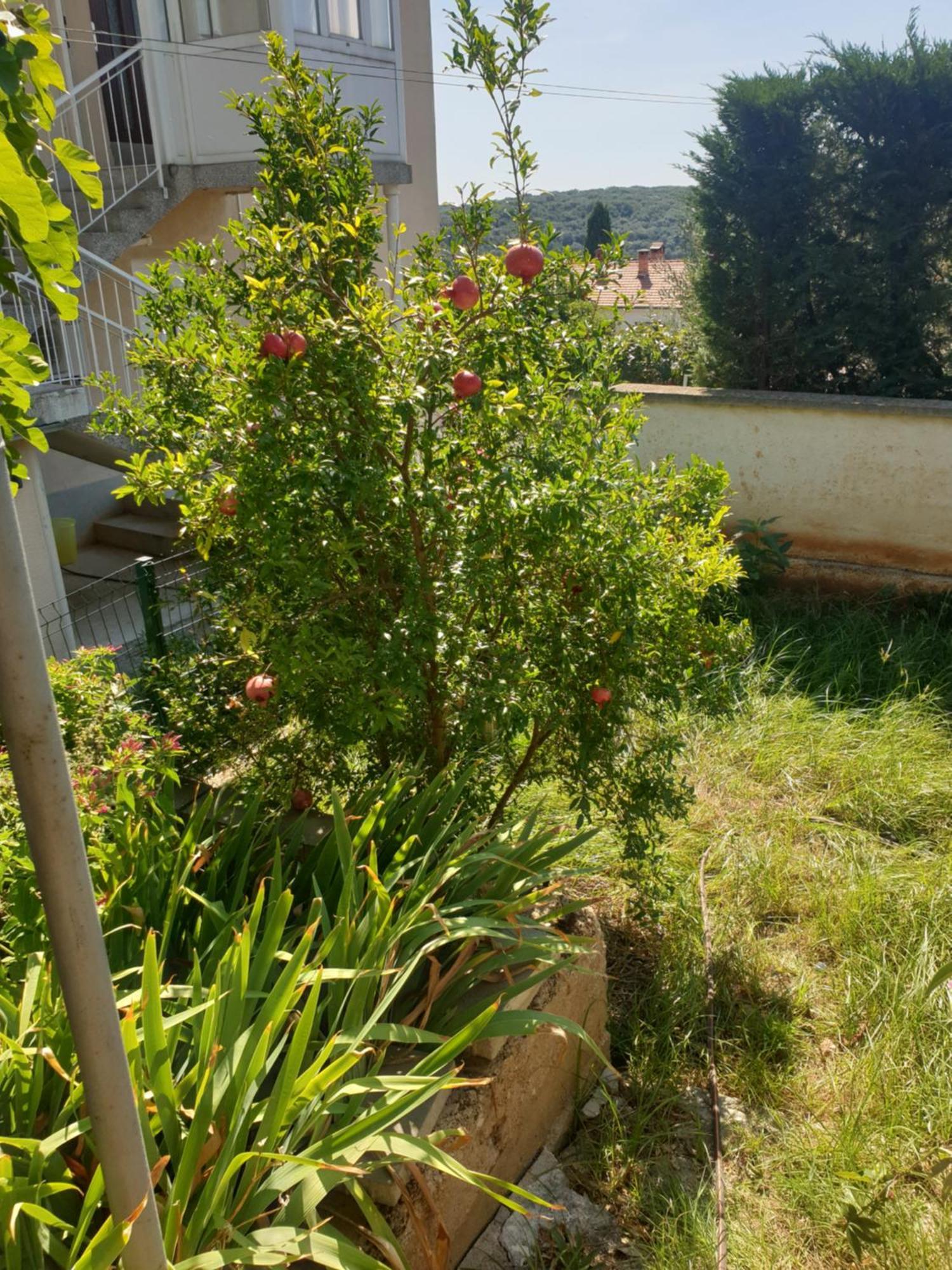 Apartmán Mediterranean Chill And Grill With View Pula